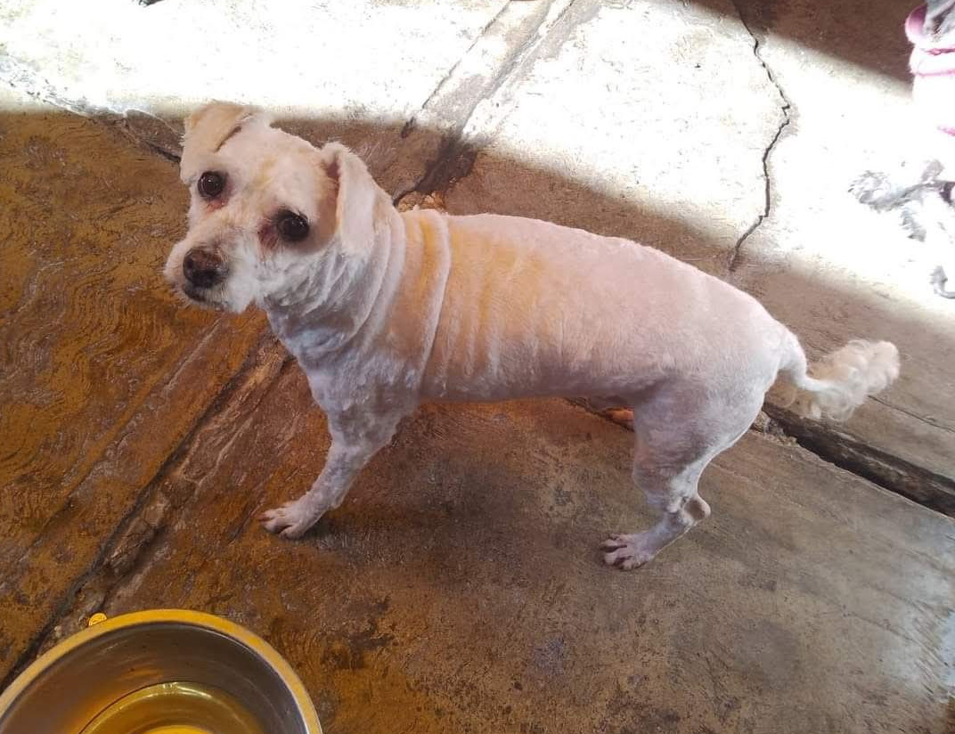 pet