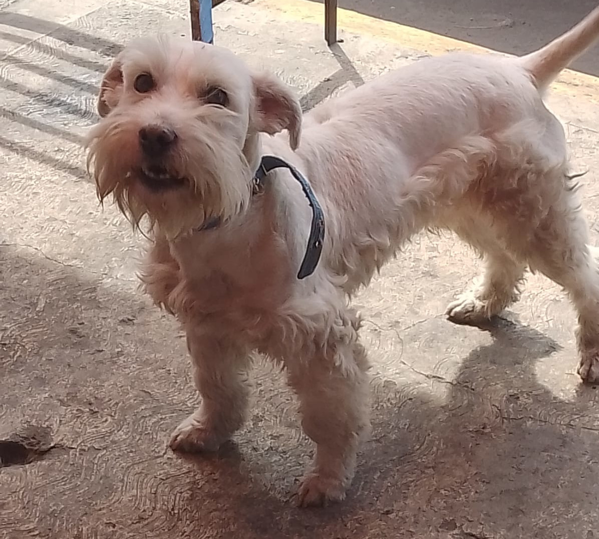 pet