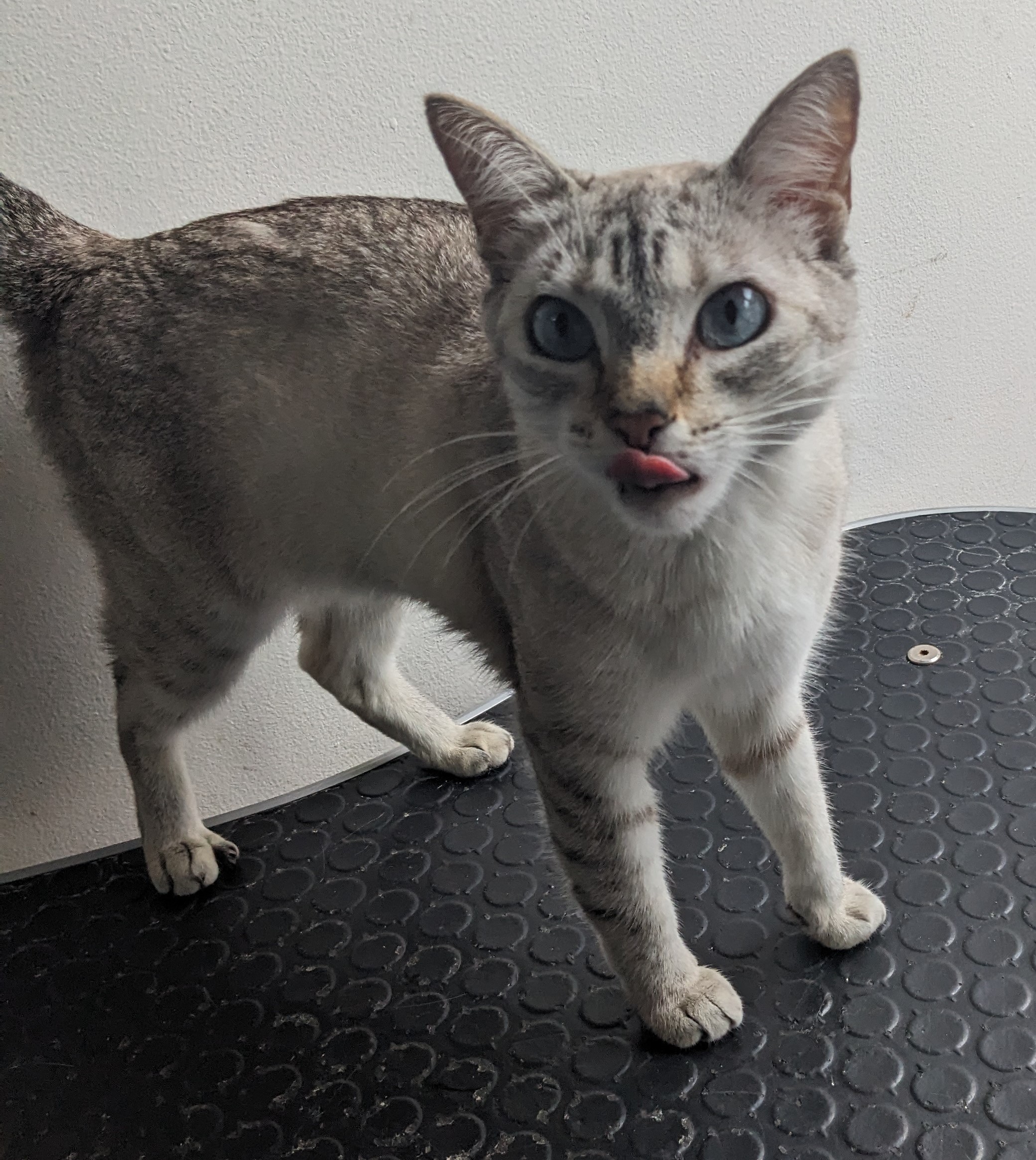 pet