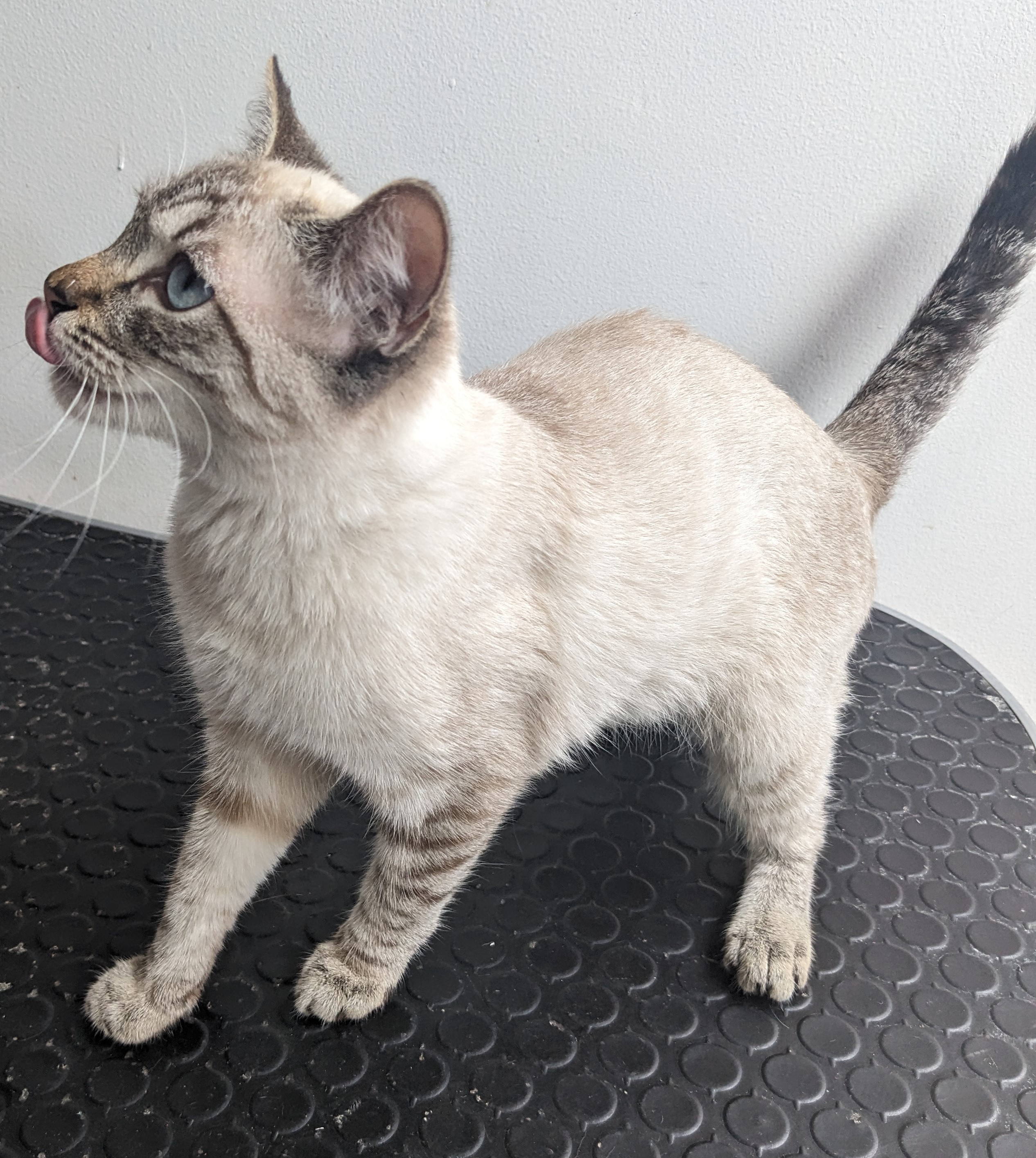 pet
