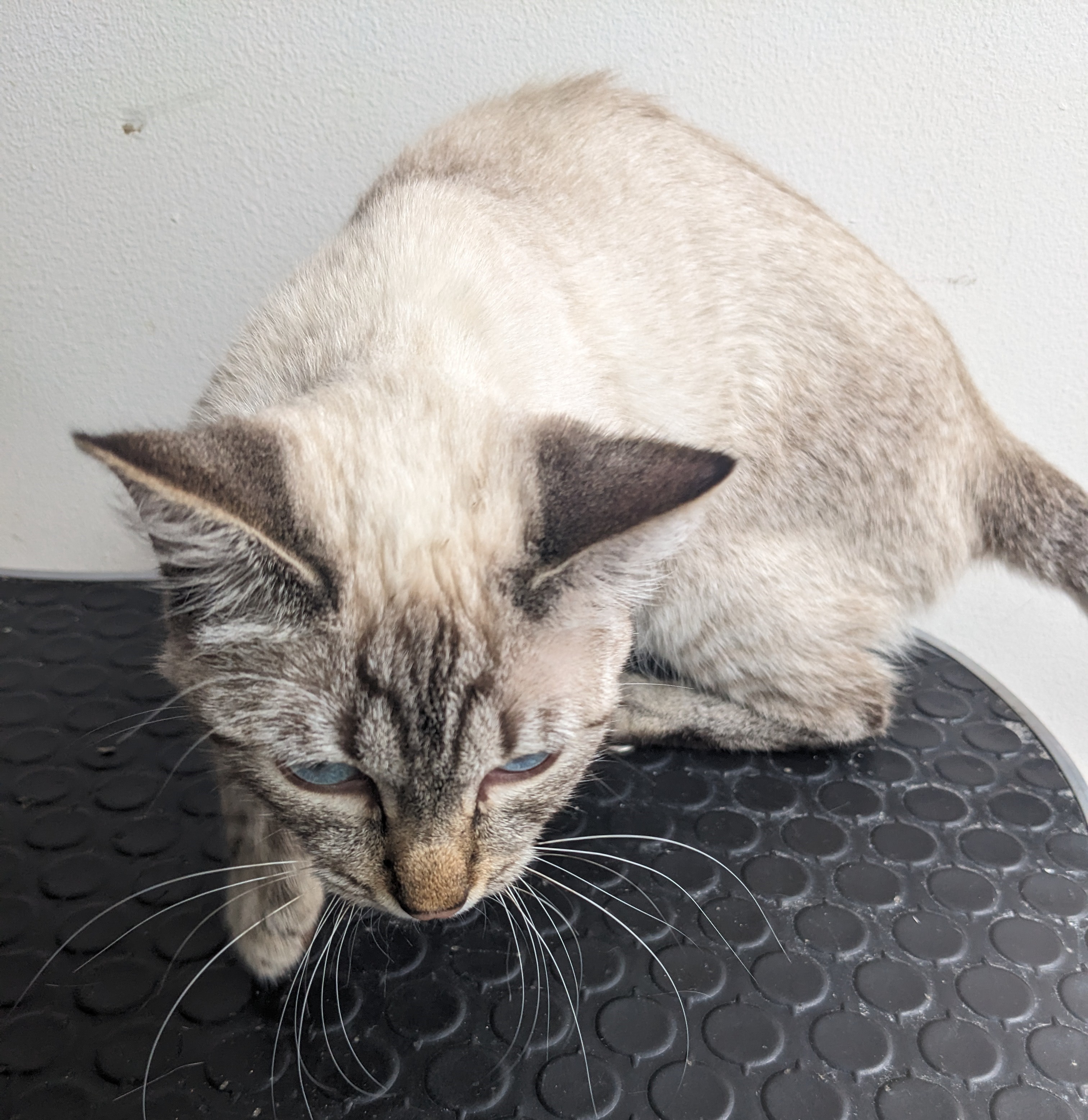 pet
