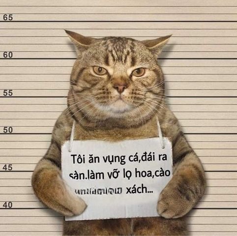 Ghế nằm 14 chỗ Lovabus