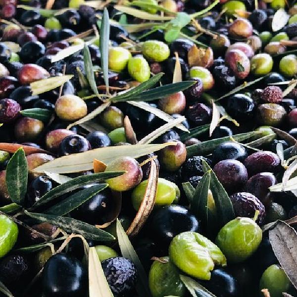 Tour y cata de aceite de oliva en Málaga en Málaga