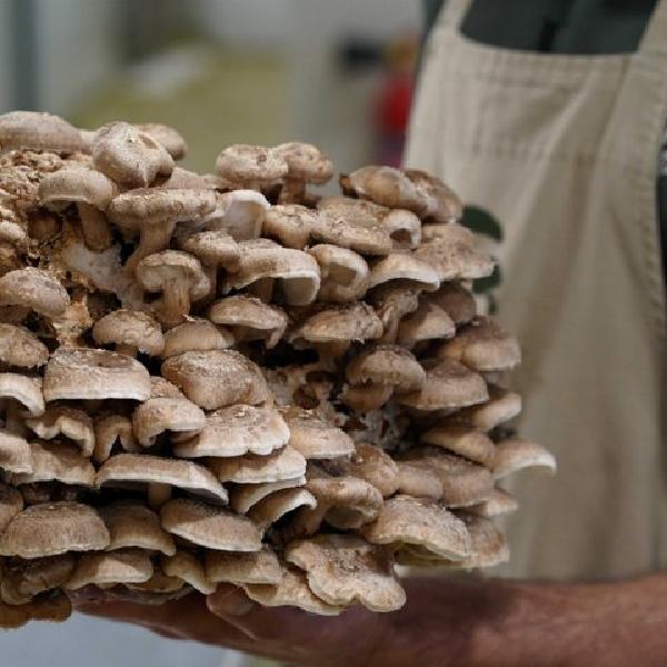 Del cultivo al plato: Visita guiada y degustación de setas en Menorca