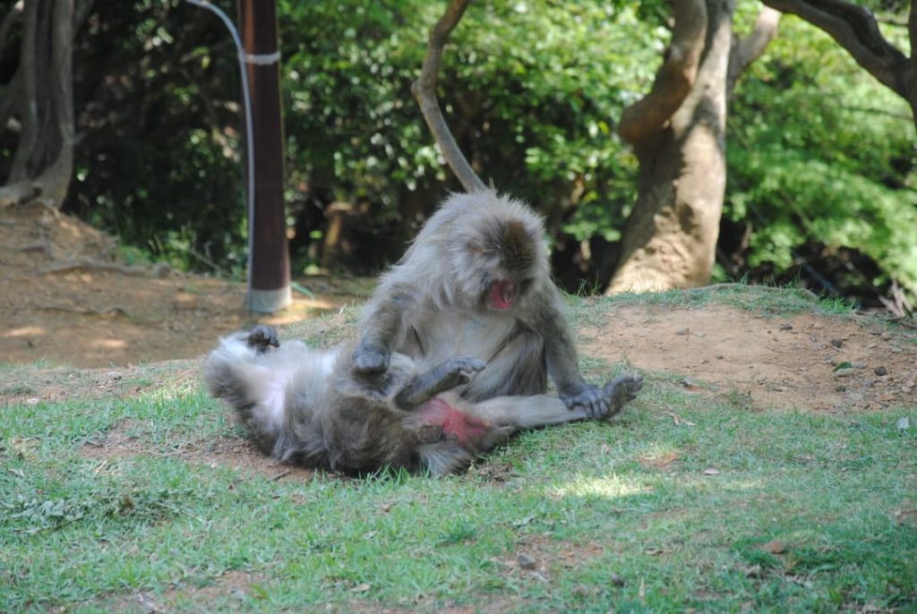 Parco delle scimmie ad Arashiyama