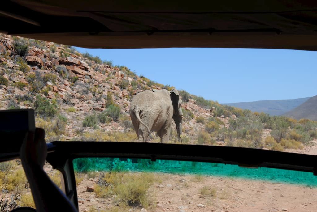 Un elefante nella savana visto dalla camionetta