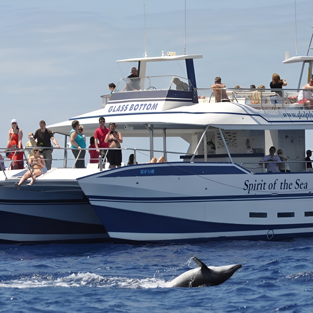 Avistamiento de delfines y ballenas desde Puerto Rico, Gran Canaria en Gran Canaria