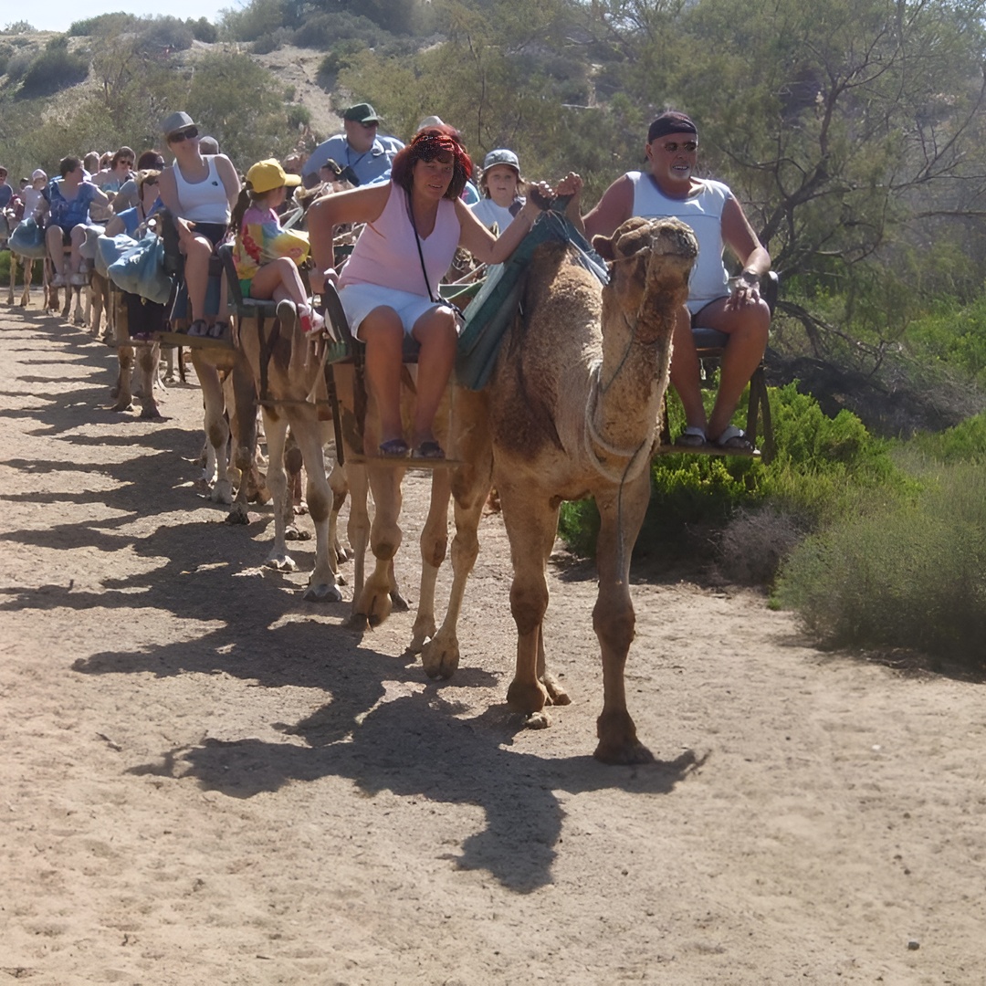 Paseos en Camello por las Dunas de Maspalomas en Gran Canaria
