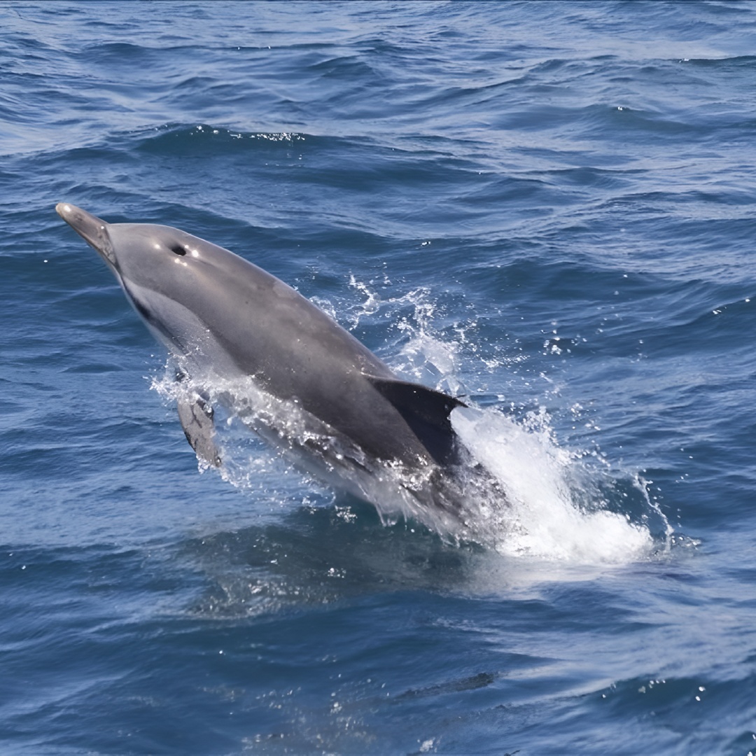 Avistamiento de delfines en Gibraltar - Excursión de un día desde Sevilla en Sevilla