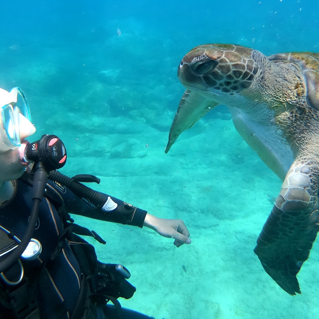 Tenerife : 2 - en - 1 Buceo con Tortugas y Snorkel 8 + en Tenerife