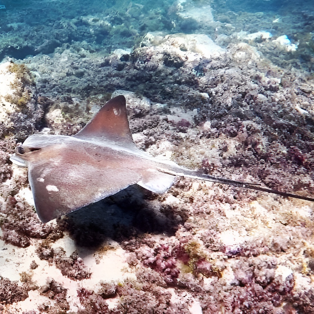 Snorkel en Gran Canaria con recogida en el hotel en Gran Canaria