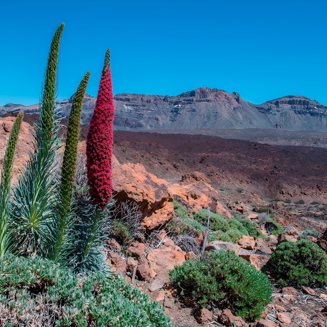 Excursión de medio día al Parque Nacional del Teide con recogida en el hotel en Tenerife
