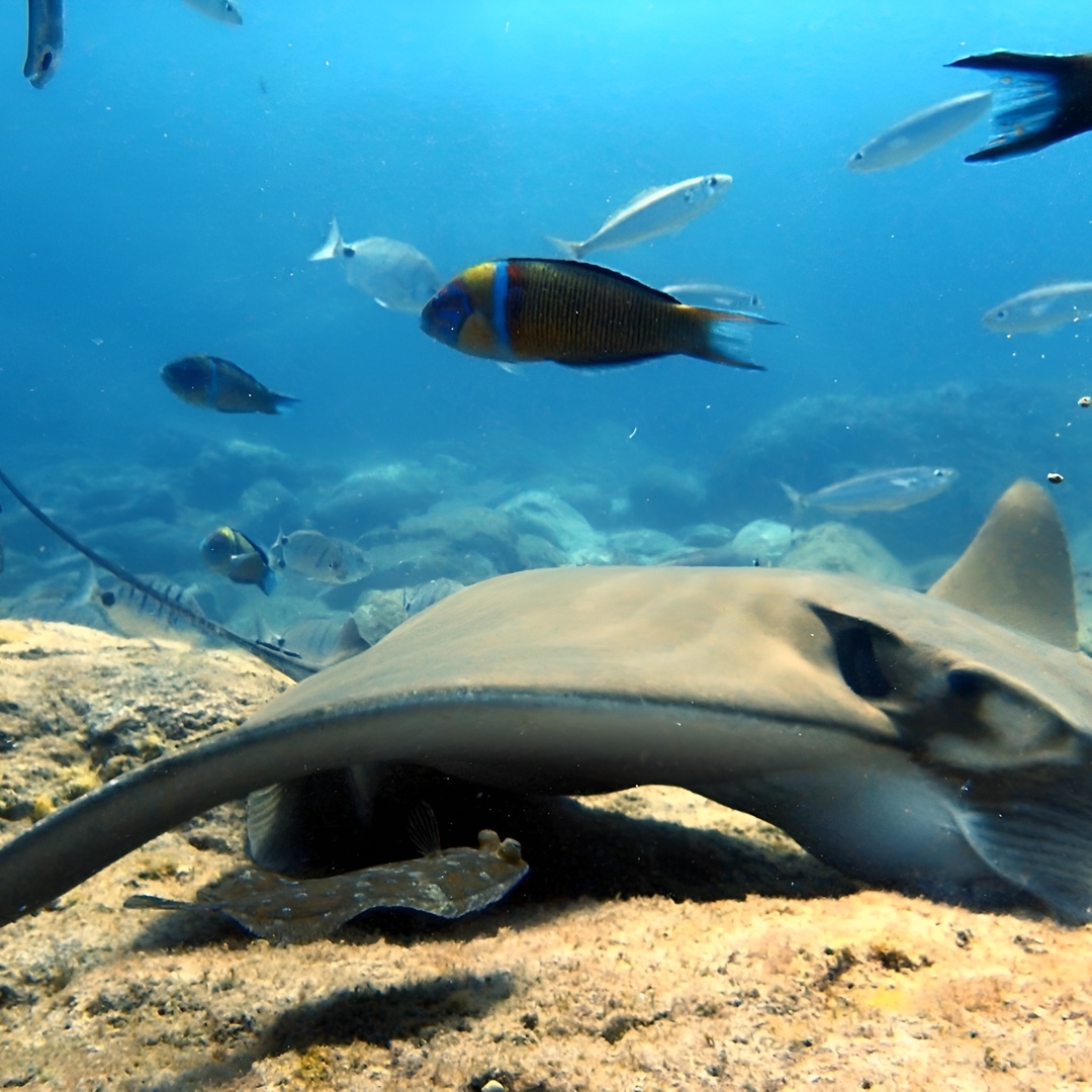 Descubre el buceo: ¡pruébalo por primera vez! en Tenerife