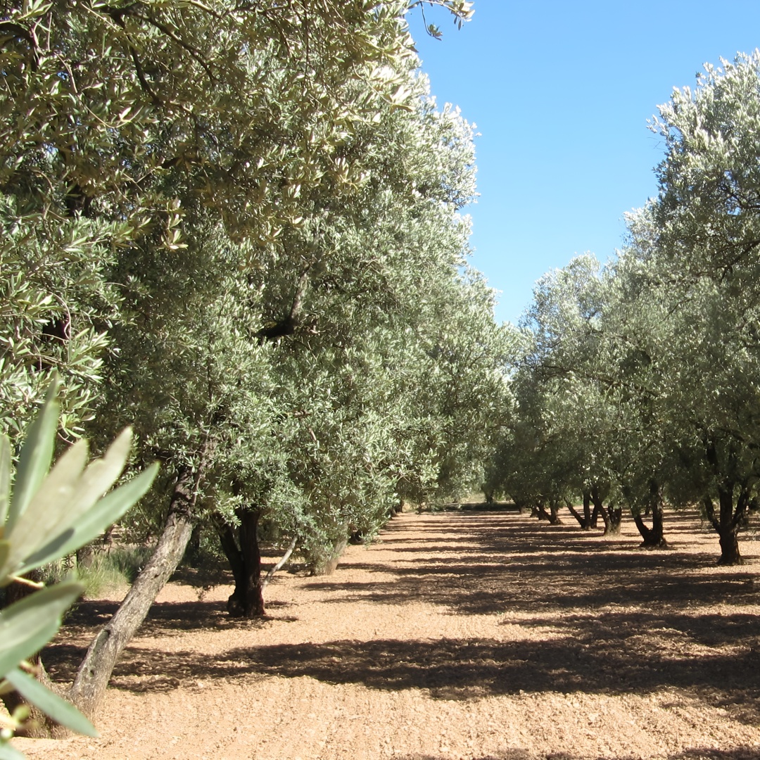 Tour del Aceite de Oliva y Visita al Casco Antiguo de Belchite en Zaragoza