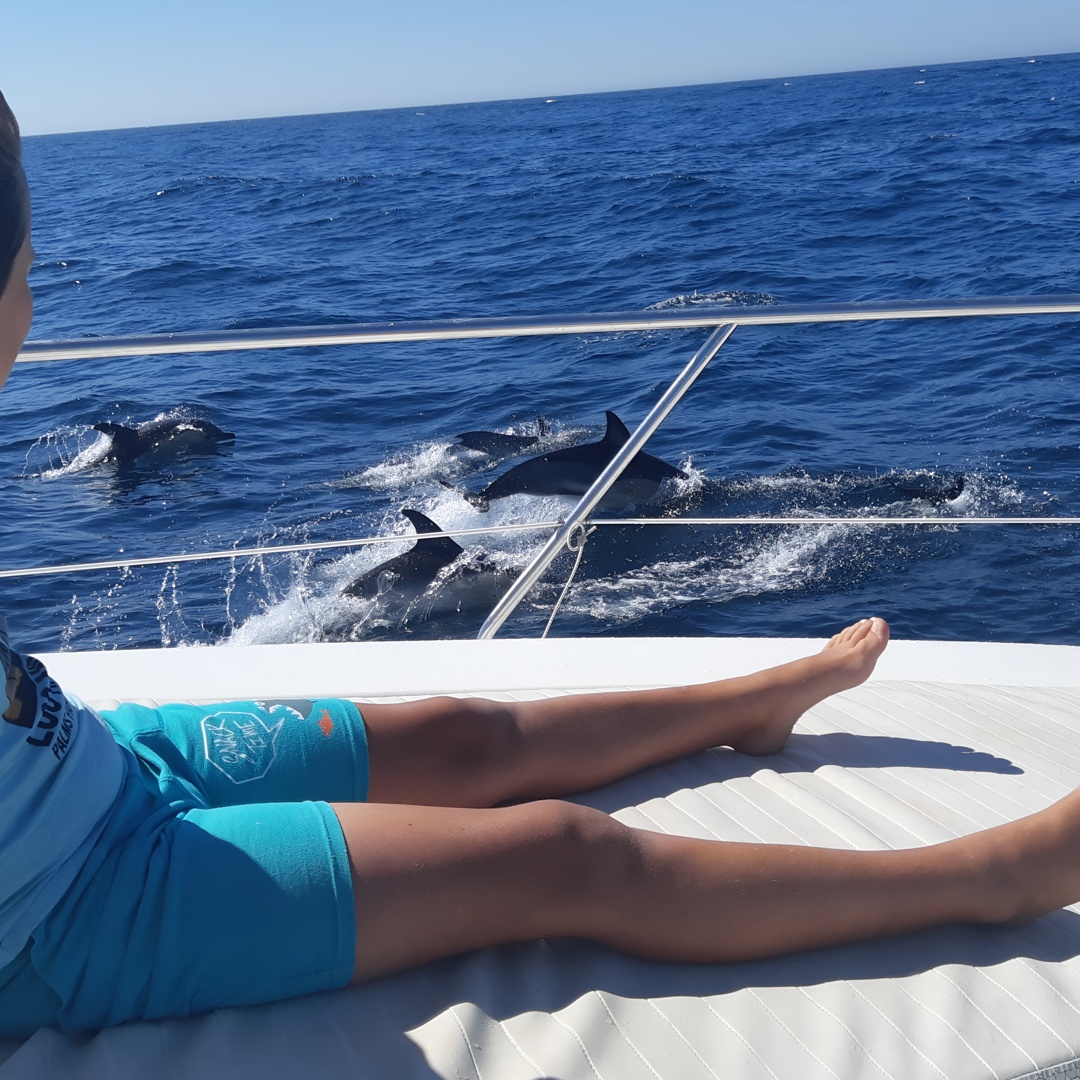2 Horas Avistamiento de delfines en Marbella