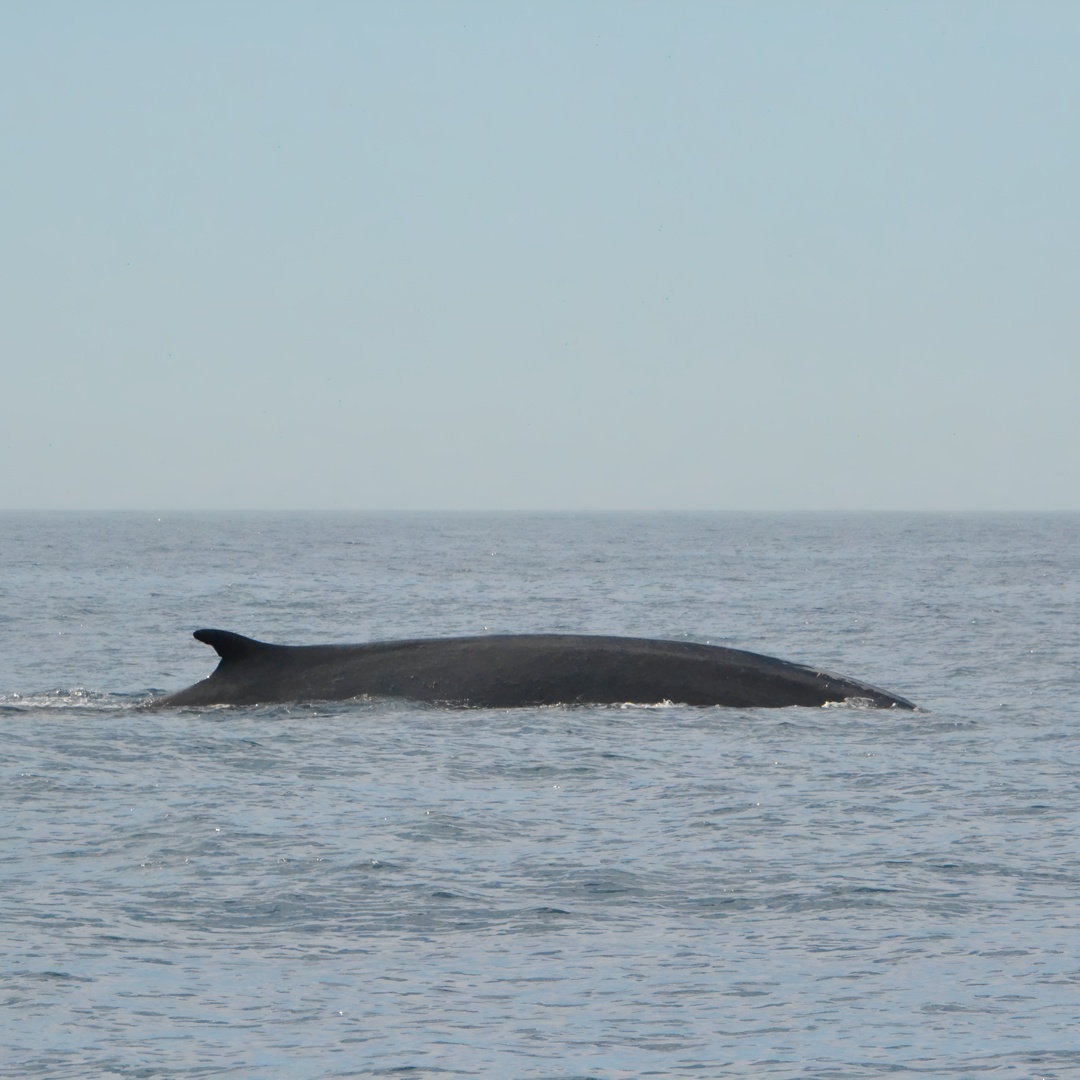 Avistamiento de ballenas de 8 horas en Barcelona en Barcelona