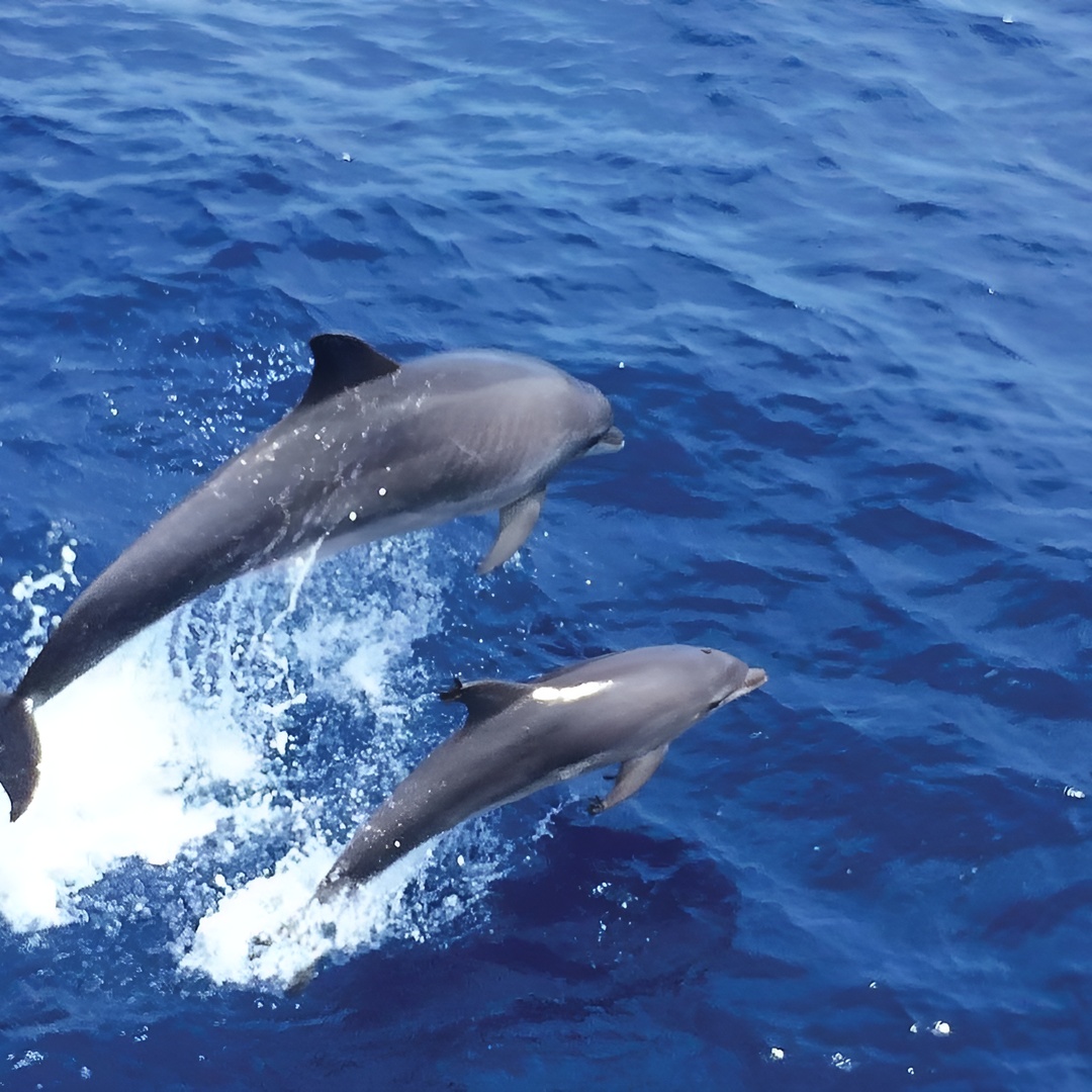 Avistamiento de Delfines en Mallorca (Paguera) en Mallorca