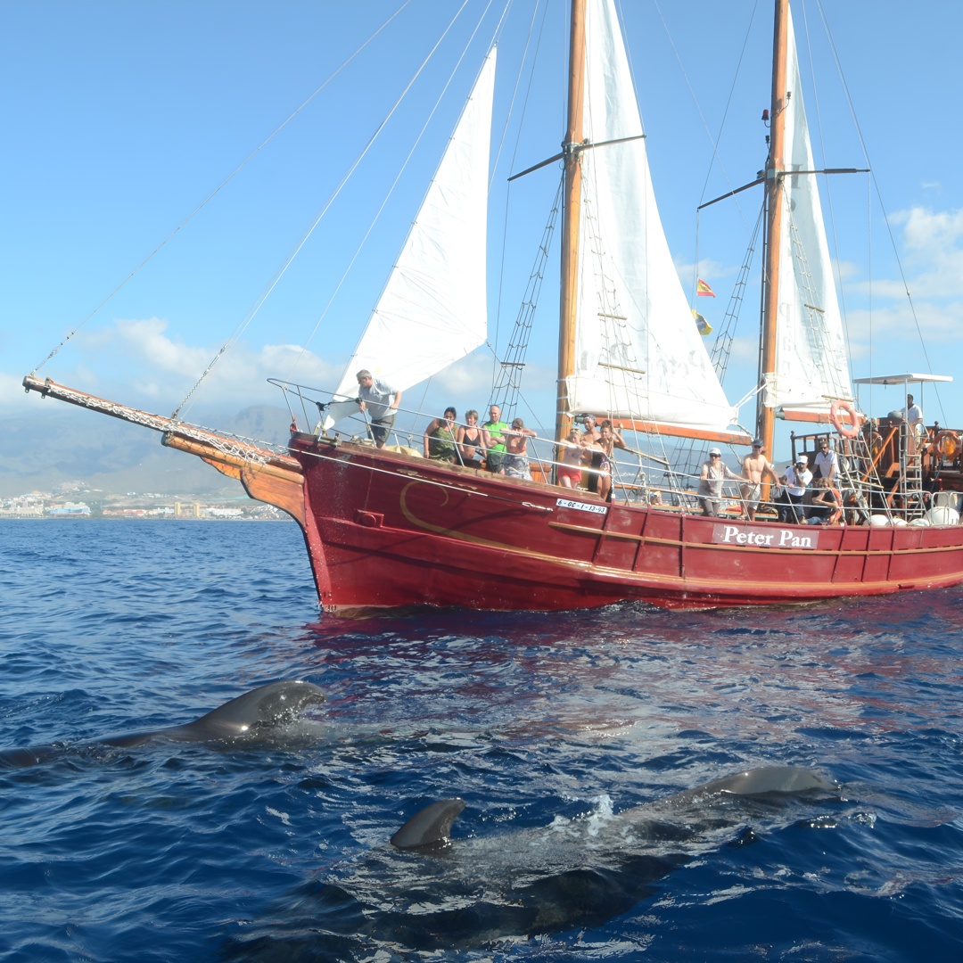 Sealife Avistamiento de delfines y ballenas a bordo de una goleta portuguesa en Tenerife