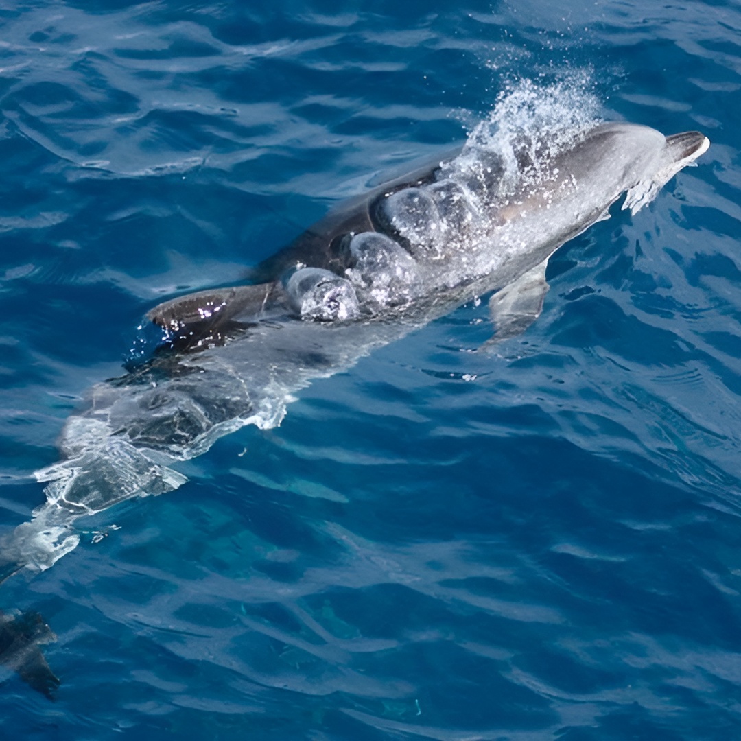 Paseo en Barco por la Costa Noroeste de La Palma