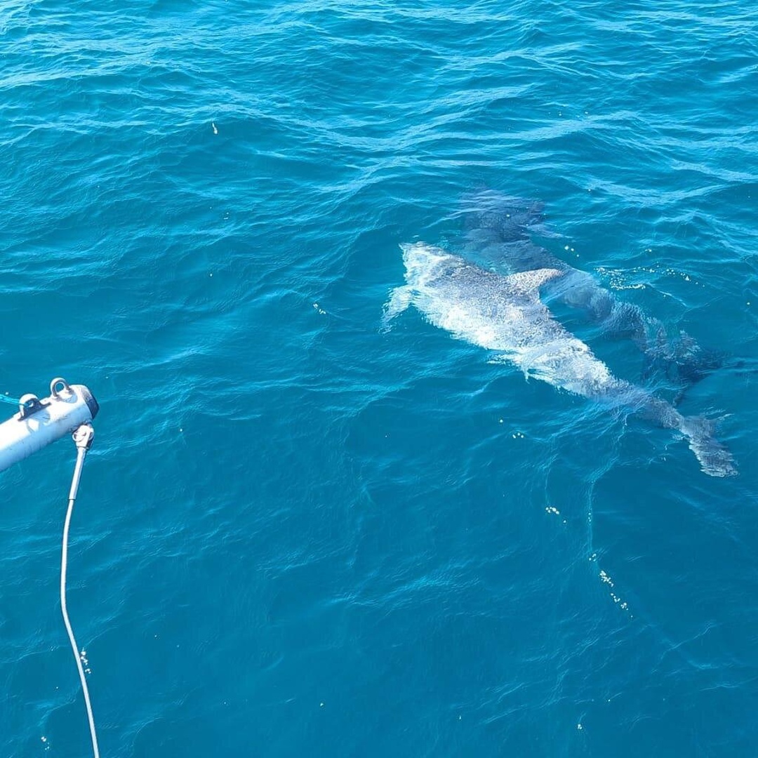 Avistamiento de Delfines en Estepona