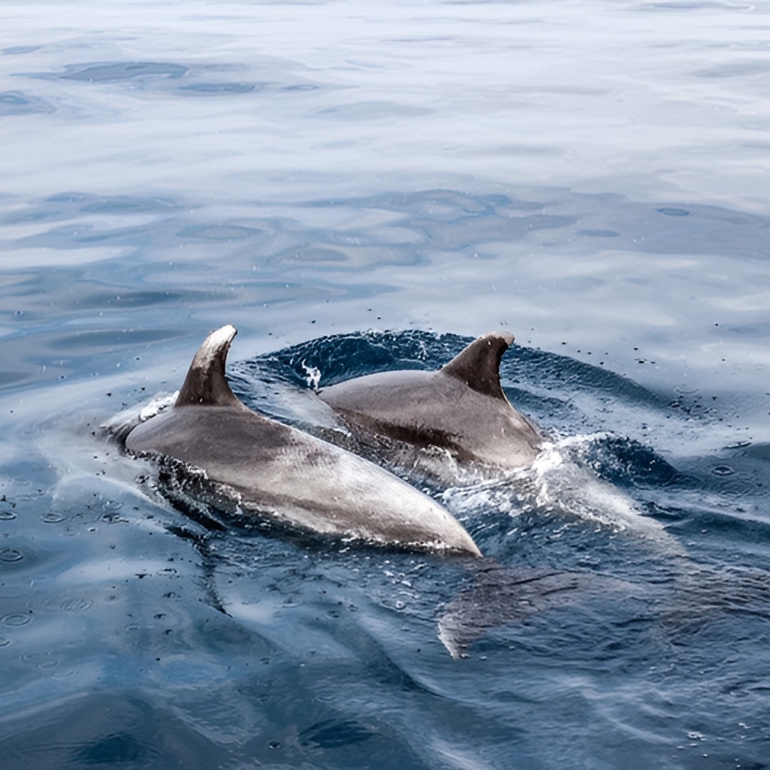 Paseo en barco con delfines en Benalmádena