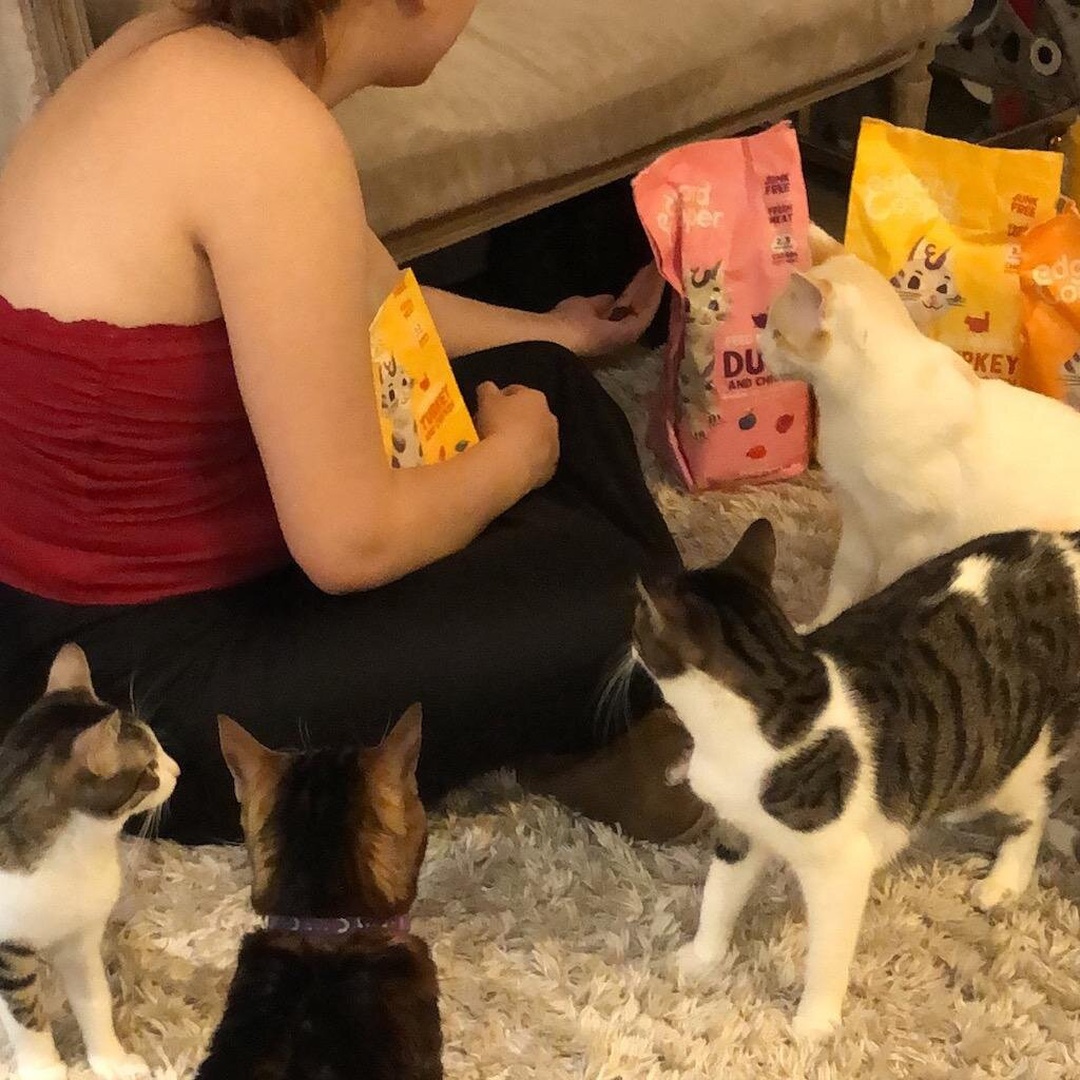 Bigotes y café : Relájate y juega con gatos adorables en Bilbao