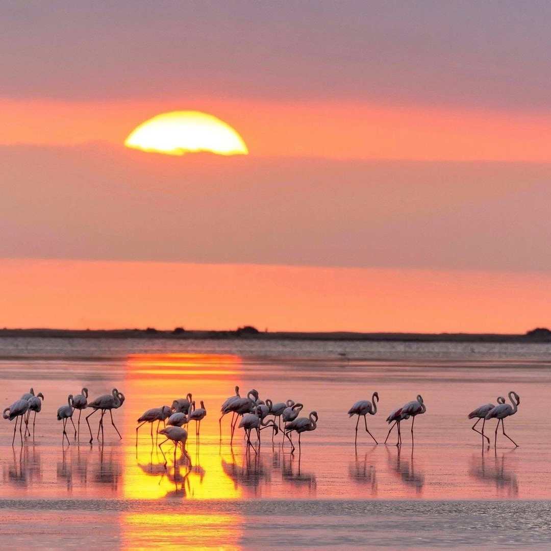 Atardecer entre flamencos en el Delta del Ebro en Tarragona