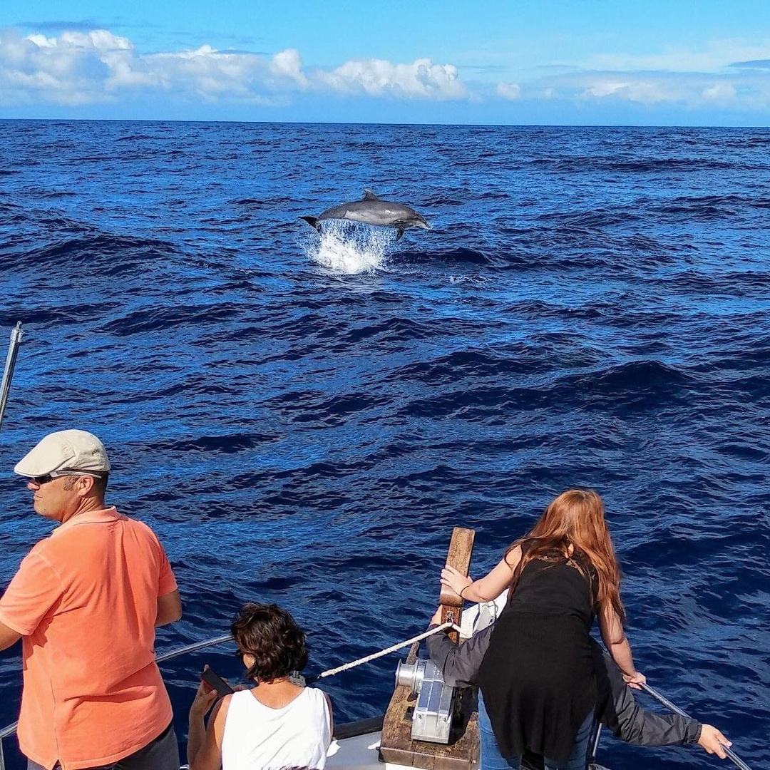Tour Avistamiento Ballenas y Delfines en Barco de grupo reducido