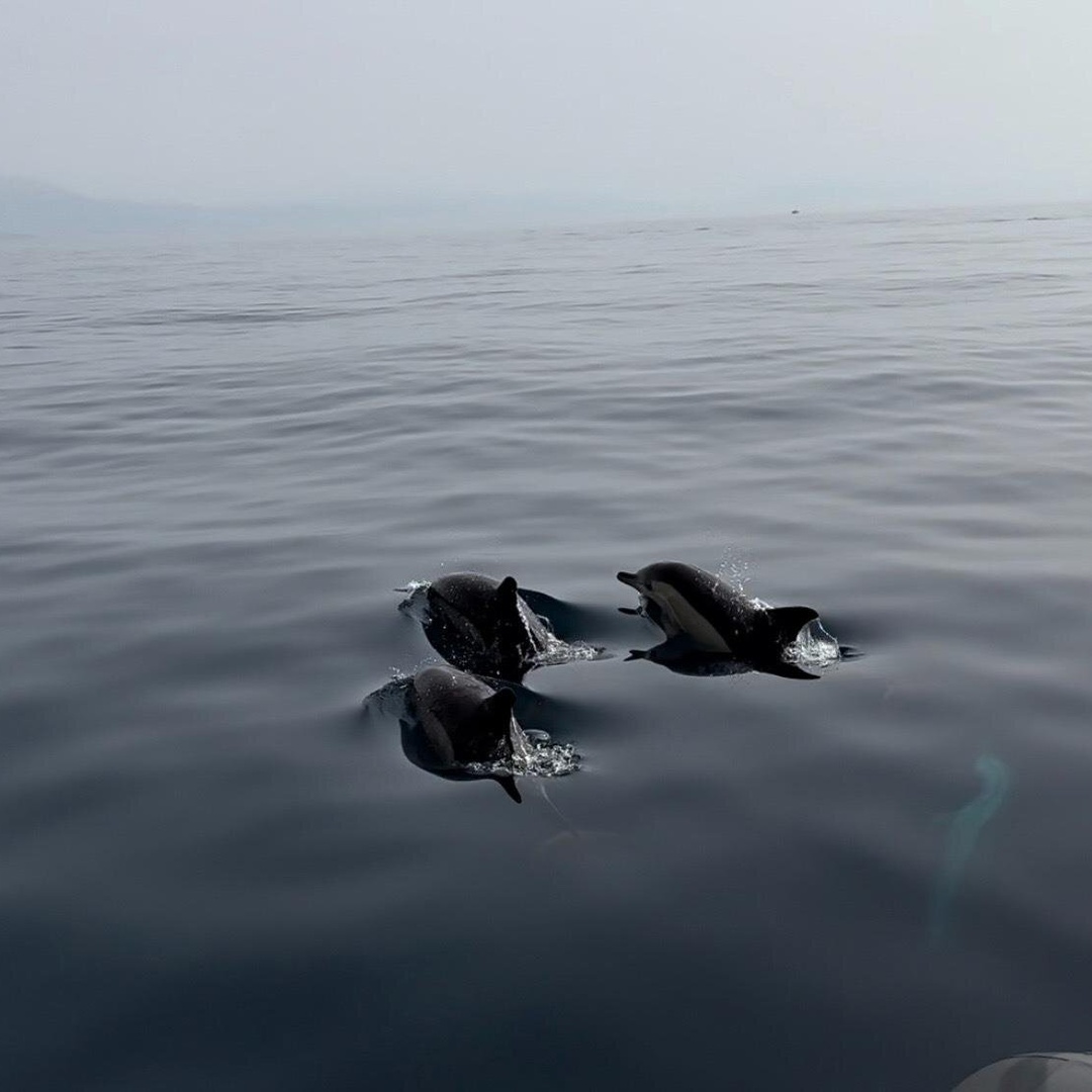 Tour con delfines en grupos pequeños en barco híbrido en Sotogrande