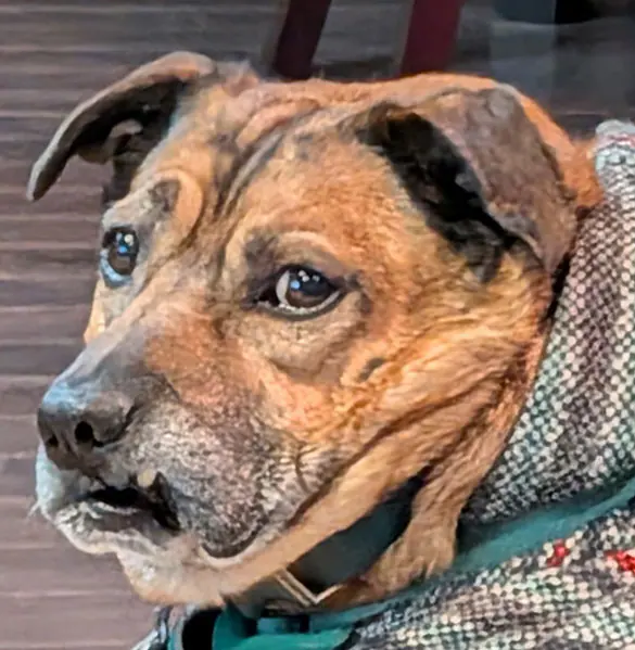 I made my portfolio website into an OS