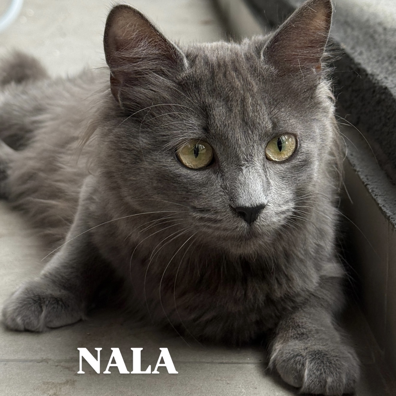 Foto de Nala & Kuki