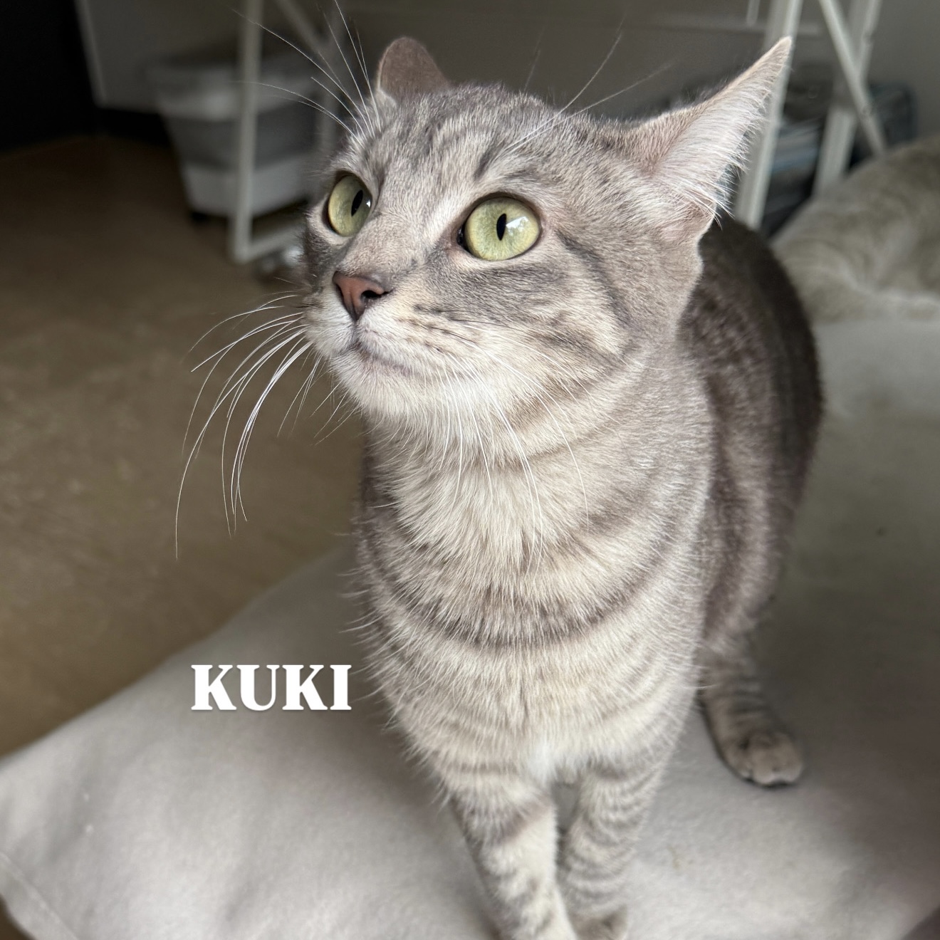 Foto de Nala & Kuki