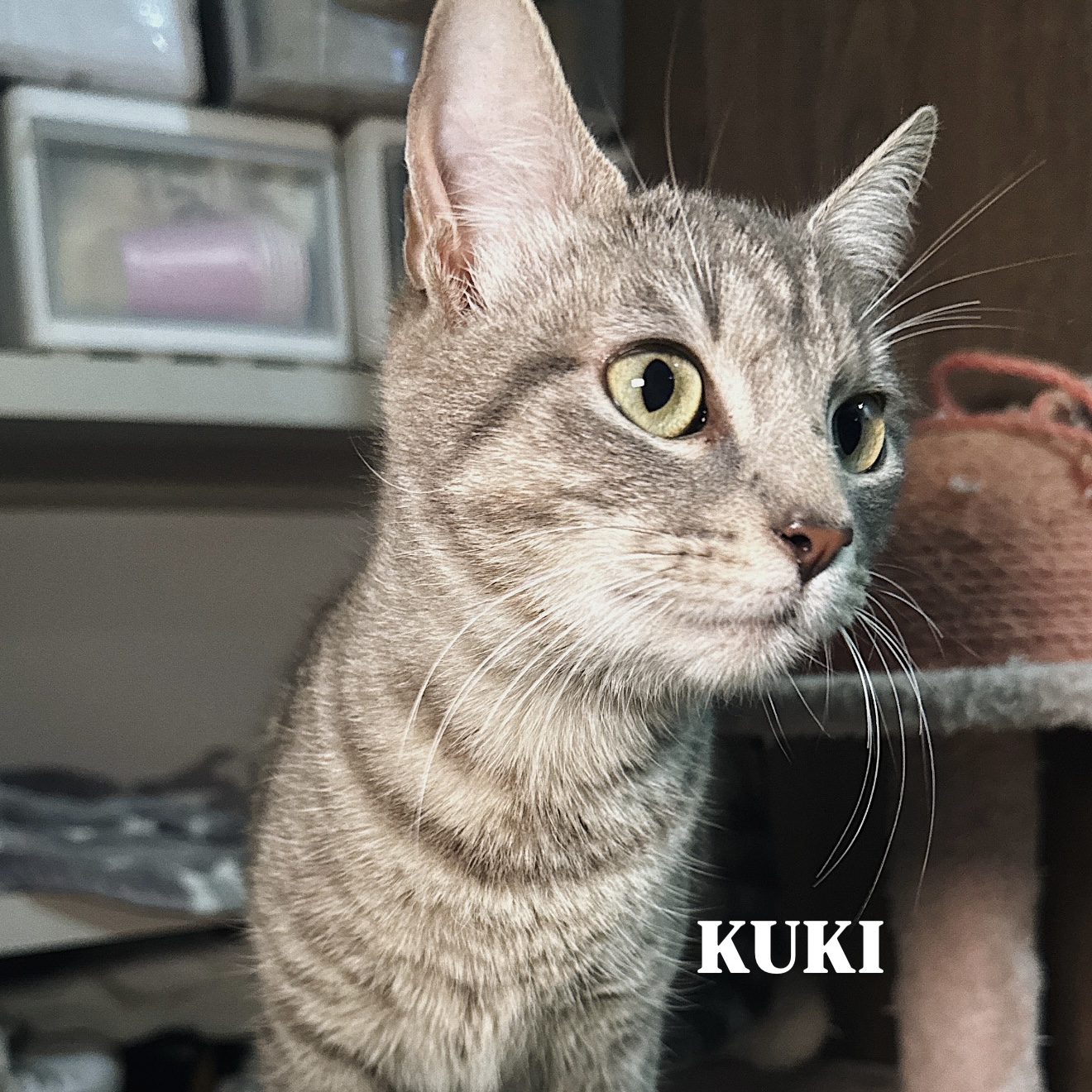 Foto de Nala & Kuki