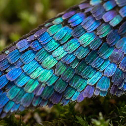 A macro photograph of a butterfly wing showing iridescent scales, extreme close-up, scientific photography, soft natural lighting