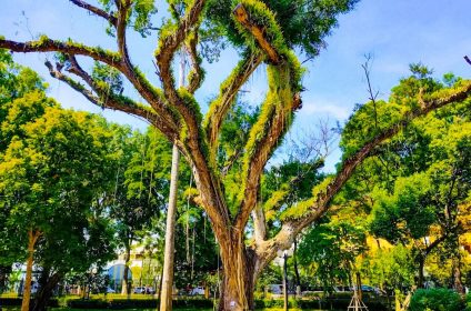 Hanoi Botanical Garden