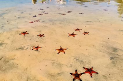 Starfish Beach - Rach Vem Beach