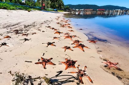 Starfish Beach - Rach Vem Beach