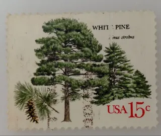 United States 1978 15c White Pine 15c American Trees stamp, photographed by a collector