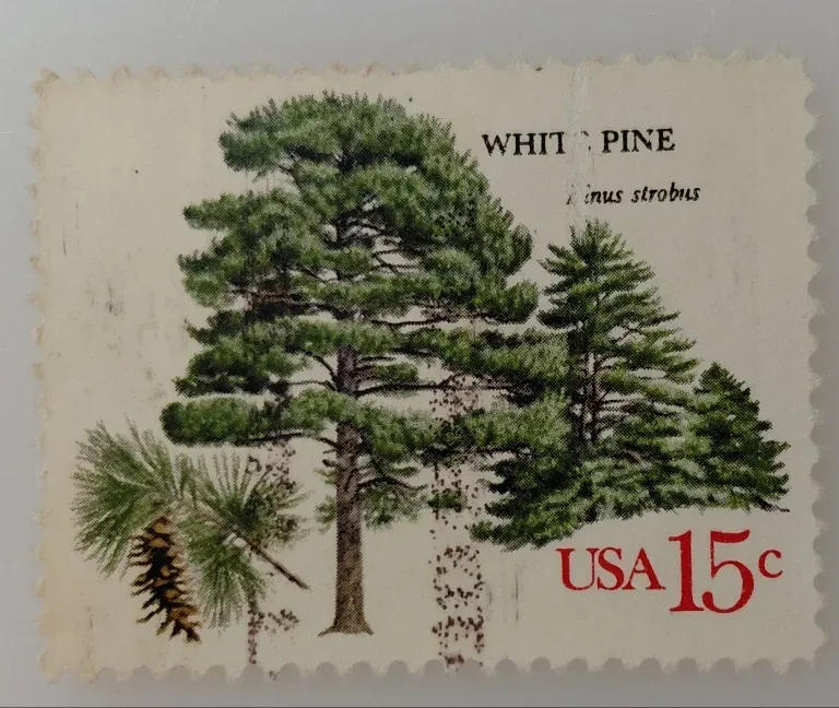 United States 1978 15c White Pine 15c American Trees stamp, photographed by a collector