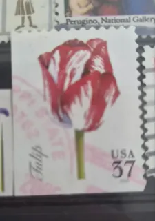 United States 2005 37 cents Tulip 37c stamp, photographed by a collector