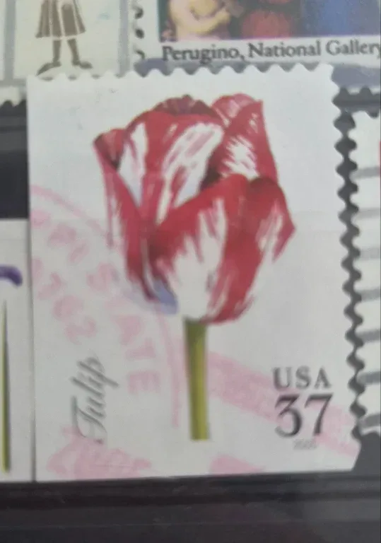 United States 2005 37 cents Tulip 37c stamp, photographed by a collector