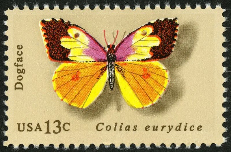 United States 1977 13 cents DogfaceStamp stamp, photographed by a collector