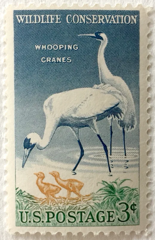 United States 1957 3 cents WhoopingCraneStamp stamp, photographed by a collector