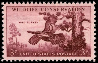 United States 1956 3¢ Wildlife turkey U.S stamp, photographed by a collector