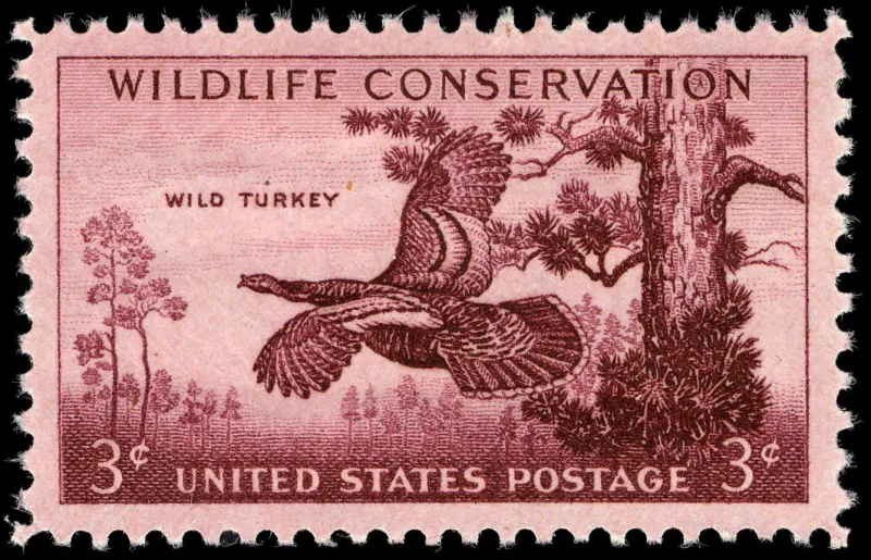 United States 1956 3¢ Wildlife turkey U.S stamp, photographed by a collector