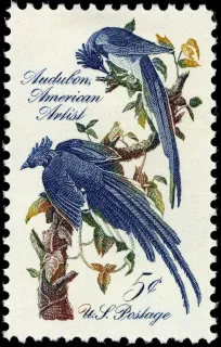 United States 1963 5c Audubon society BlueJays stamp, photographed by a collector