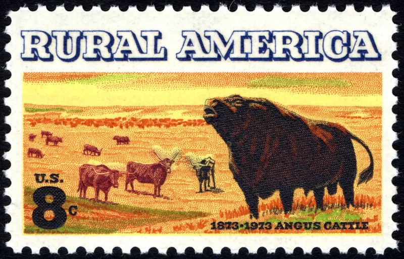 United States 1973 8c Rural Angus Cattle U.S stamp, photographed by a collector