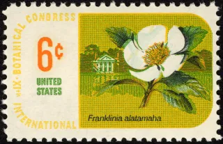 United States 1969 6c Botanical Congress Franklinia U.S stamp, photographed by a collector