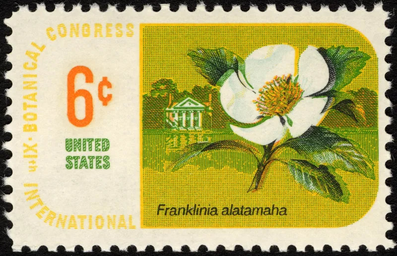 United States 1969 6c Botanical Congress Franklinia U.S stamp, photographed by a collector
