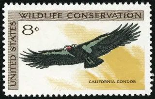 United States 1971 8c Wildlife Conservation California Condor U.S stamp, photographed by a collector